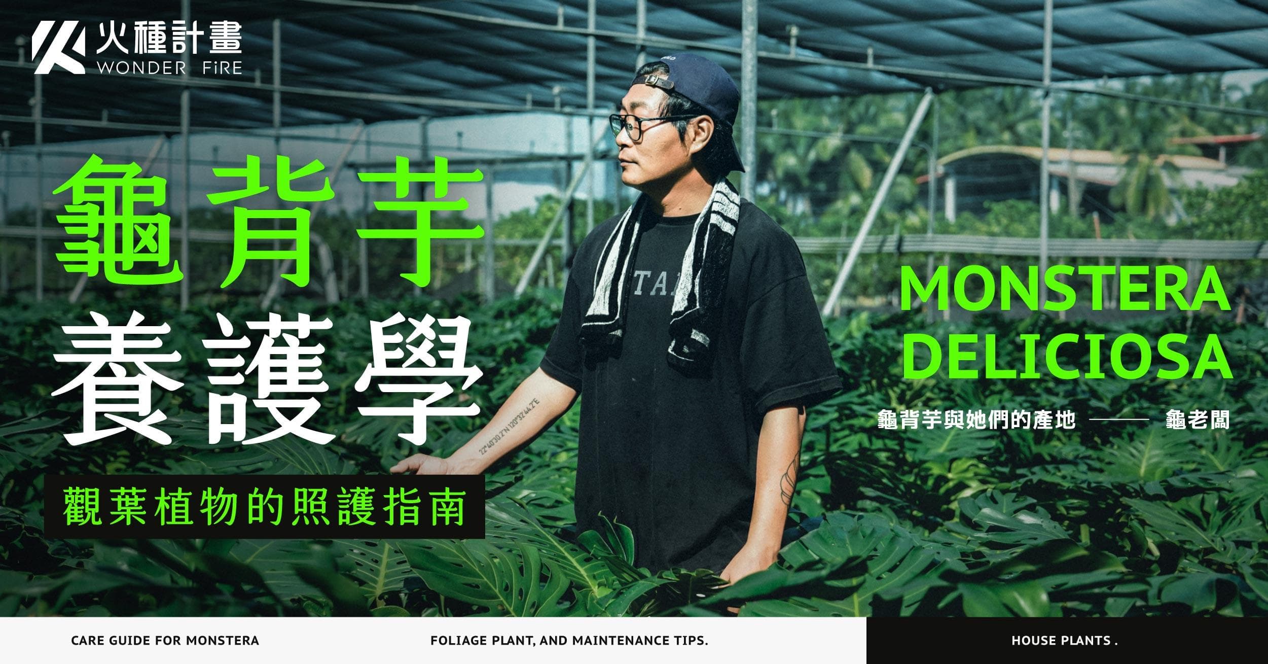 龜背芋養護學|觀葉植物的照護指南